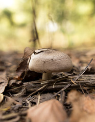 Edible fungus grows in the woods