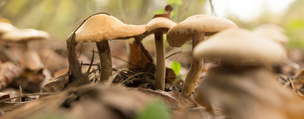 Inedible fungus grows in the woods outdoors