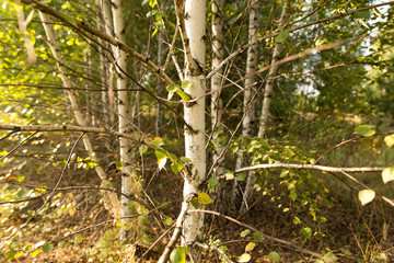 Fototapeta premium Birches in the open air in the forest