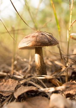 Edible fungus grows in the woods