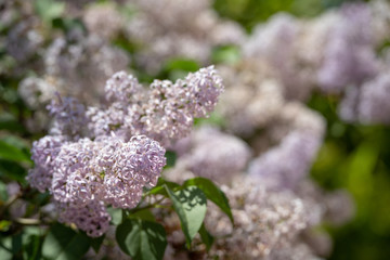 Sicilia in Fiore