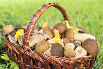 Porcini and chanterelles in the wicker basket