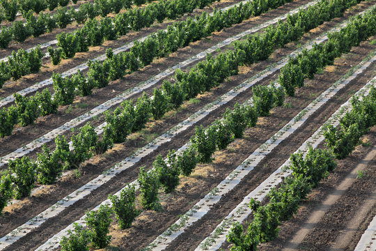 Hazelnut Orchard In Spring