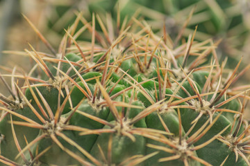 close up of cactus with long sgarp needles