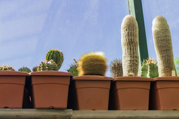 different sorts of cactuses in pots on window sill