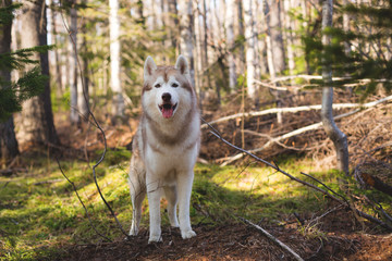 Portrait of cute friendly dog breed Siberian husky standing in the forest in the spring season on sunny day.