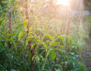 Obraz premium Spraying water over young tomatoes