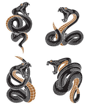 Viper snake set. Hand drawn illustrations in engraving ink technique isolated on withe background.  