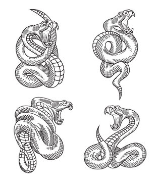 Viper snake set. Hand drawn illustrations in engraving technique isolated on withe background.  