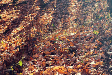 Autumnal dead leaves on the ground