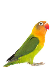 Plakat fischeri lovebird