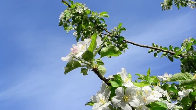 Malus, Apple tree, flowers, bee