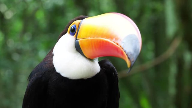 Exotic toucan bird in natural setting, Iguazu Falls, Brazil.
