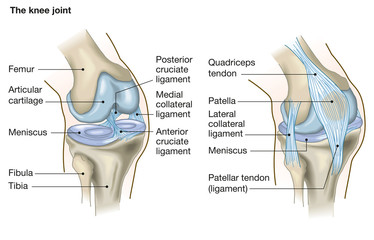 The knee joint, anatomy, medical illustration with caption - obrazy, fototapety, plakaty