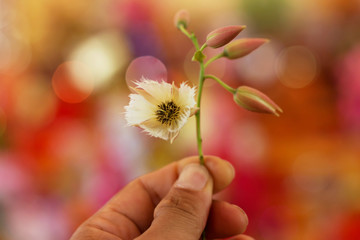 Hand holding flower whit colorfull bokeh blur in back background