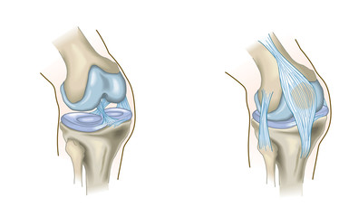 The knee joint, anatomy, medical illustration - obrazy, fototapety, plakaty