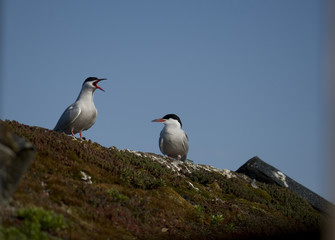 Common terns on a roof at Hjalstaviken close to Stockholm