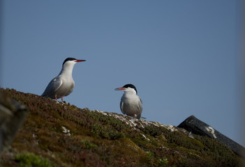Common terns on a roof at Hjalstaviken close to Stockholm