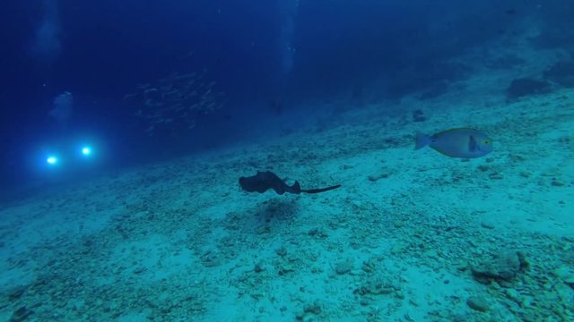Female scuba diver and stingrays. Pink whipray - Himantura fai and Round ribbontail ray - Taeniura meyeni, Indian Ocean, Maldives
