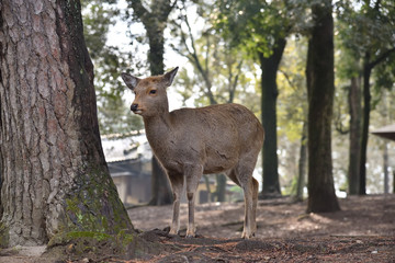Wild deer in woods, Japan