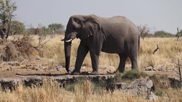 Namibia - Etoscha Nationalpark - Afrikanischer Elefant