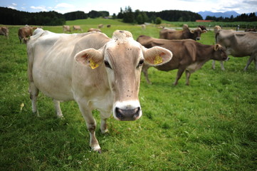 Cows on the alpine meadow in Bavaria