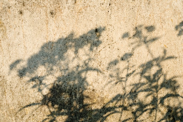 Shadows of the plants on the concrete surface