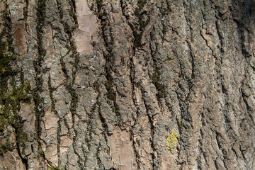 bark of an oak tree in the sun