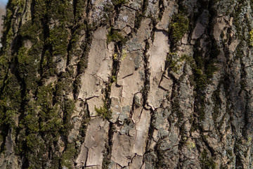 bark of an oak tree in the sun