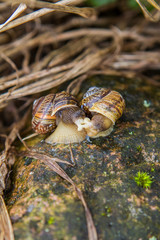 a snail on a stone makes love