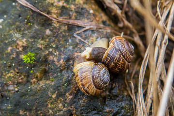 a snail on a stone makes love