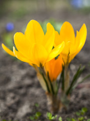 Fototapeta premium Yellow crocuses blooming in early spring