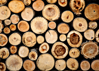 Firewood for the winter,