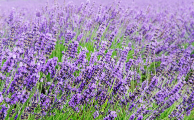 violet lavender fields garden on white background ,furano,Hokkaido, Japan