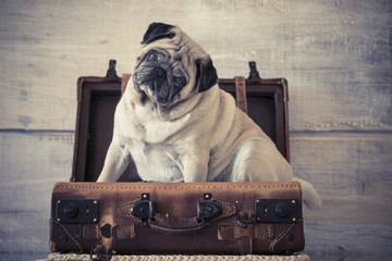 funny traveler dog pug in a luggage sit down waiting to start and leave to new countries and...