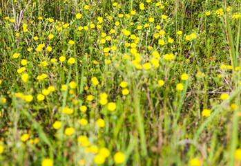 Green meadow with yellow buttercup flowers