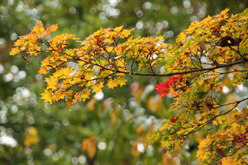 雨と紅葉