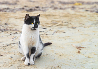 Black and white cat sitting on the beach sand