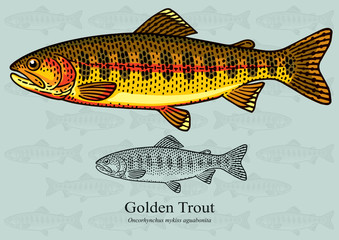 Golden Trout. Vector illustration with refined details and optimized stroke that allows the image to be used in small sizes (in packaging design, decoration, educational graphics, etc.)