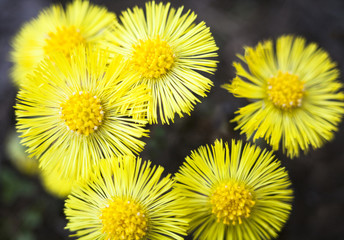 Yellow coltsfoot flowers (Tussilago farfara) - obrazy, fototapety, plakaty