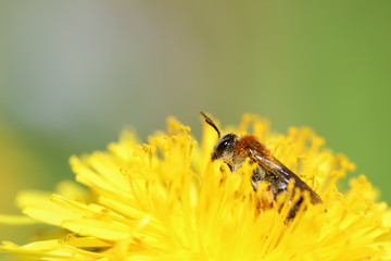 Insect on top of a dandelion