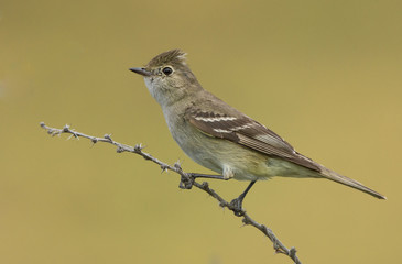 Fío-fío (Elaenia albiceps) descansando sobre rama seca