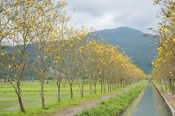 Naklejka premium Golden Trumpet-tree