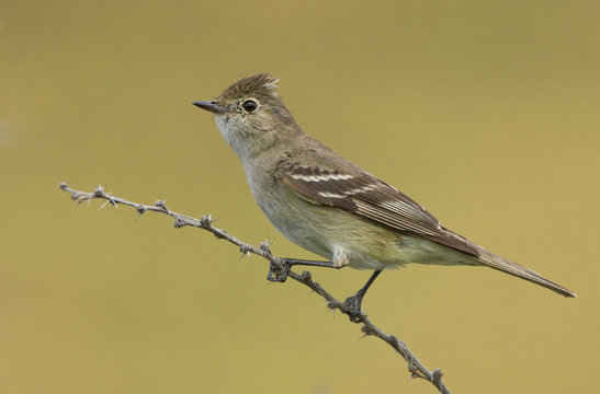 F&iacute;o-f&iacute;o (Elaenia albiceps) descansando sobre rama seca