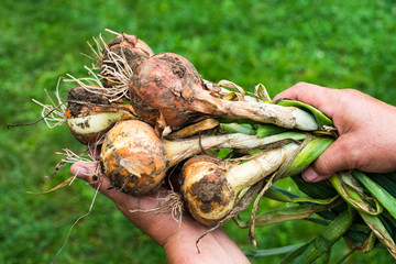 Hands holding freshly dug onion bulbs