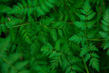green, plant, nature, leaf, tree, grass, leaves, texture, garden, bush, nettle, branch, summer, fresh, flora, forest, spring, natural, herb, macro, growth, fern, evergreen, coniferous, pine