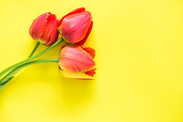 Red flowers of tulips on bright yellow background. Copy space for text