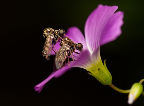 Moscas jorobadas (Megalybus crassus) en copula en flor rosada