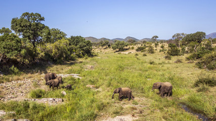 African bush elephant in Kruger National park, South Africa