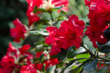 Red rhododendron flower. close-up.
